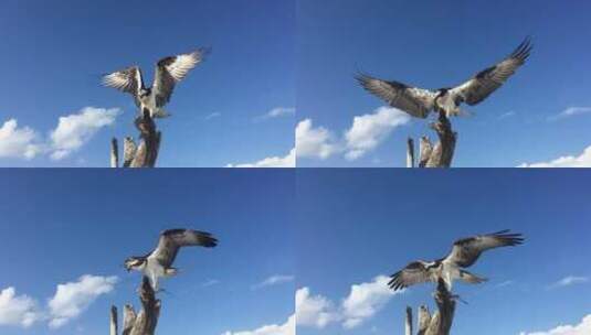 蓝天背景下的鹰高清在线视频素材下载