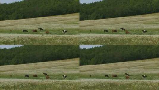 在牧场上吃草的牛群高清在线视频素材下载