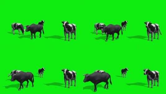 绿幕-动物-群牛呆望高清在线视频素材下载