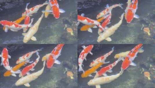 水下的锦鲤高清在线视频素材下载