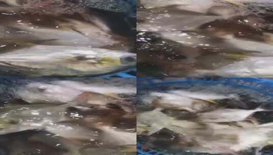 大金鲳鱼实拍高清在线视频素材下载