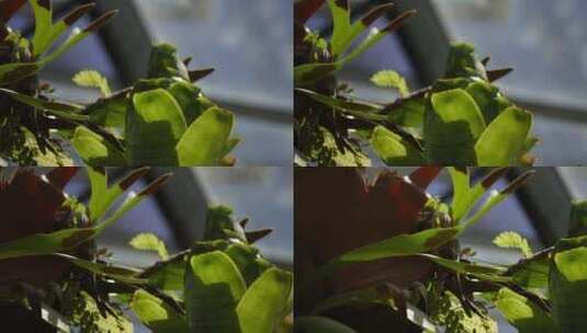 热带植物雨林植物多肉植物蕨类被子植物高清在线视频素材下载