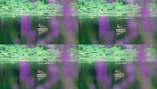 4K升格实拍野生绿头鸭站在荷塘中的荷叶上高清在线视频素材下载