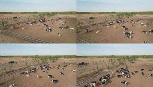 4k牛场养殖素材高清在线视频素材下载