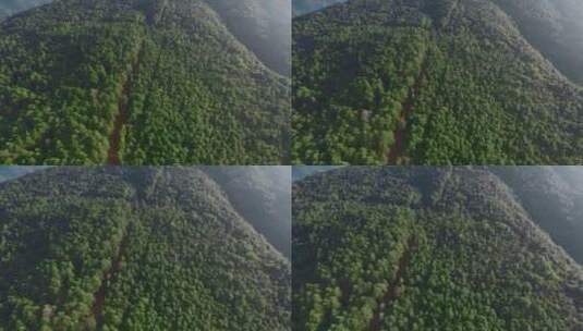 原始森林视频云南山区松树林穿行小路高清在线视频素材下载