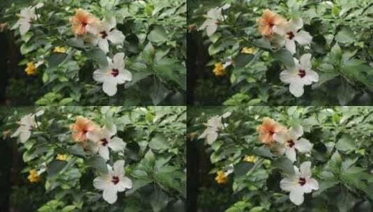 树上的白色芙蓉花，有柔和明亮的阳光高清在线视频素材下载