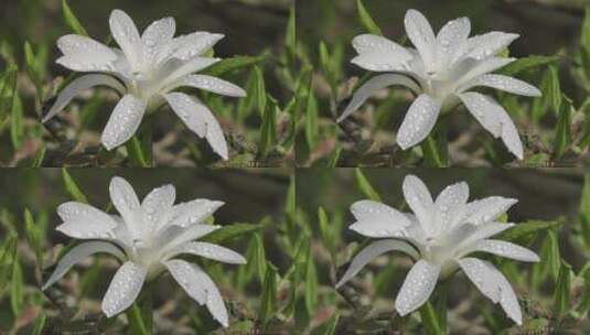 雨滴落在白色的花朵上高清在线视频素材下载
