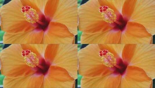 随风飘动的橙色花朵高清在线视频素材下载