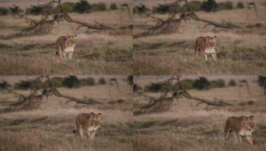 草原中行走的狮子高清在线视频素材下载