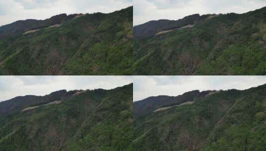 山火扑灭后的重庆北碚缙云山焦土隔离带航拍高清在线视频素材下载