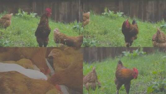 自由放养的鸡在乡村农场散步高清在线视频素材下载