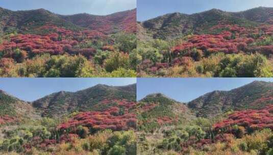 济南捎近村，秋天满山红叶成近郊游高清在线视频素材下载