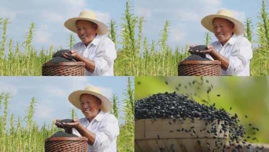 芝麻种植基地高清在线视频素材下载