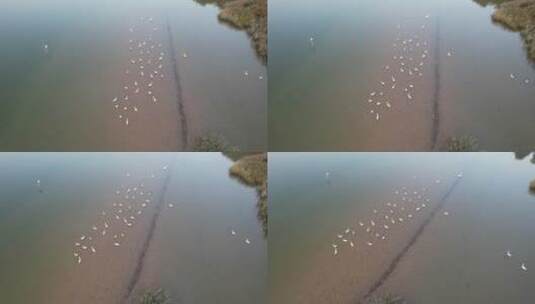 航拍水边成群的白鹭高清在线视频素材下载