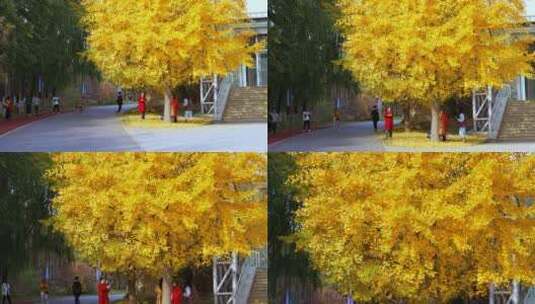 实拍北京秋天公园金黄色银杏树下拍照的游人高清在线视频素材下载