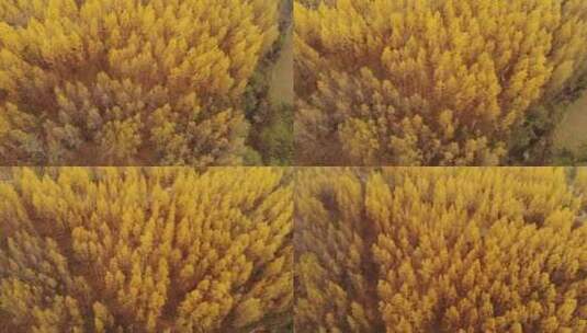 秋天杨树黄叶落叶高清在线视频素材下载