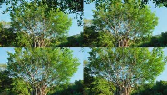 阳光森林树林光影古榕树高清在线视频素材下载
