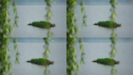 湖中央绿洲上的白鹭高清在线视频素材下载