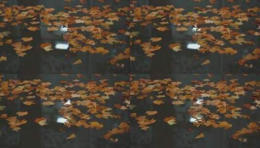 秋雨后的落叶高清在线视频素材下载
