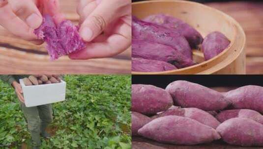 沙地紫薯高清在线视频素材下载
