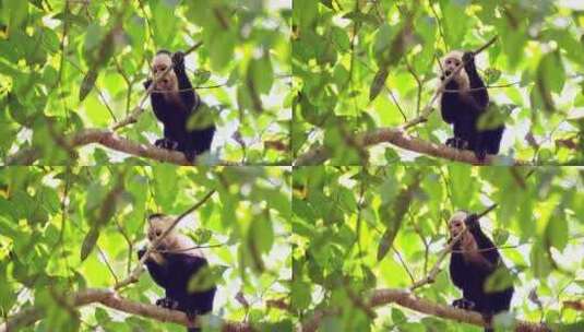 树枝上吃食物的猴子特写高清在线视频素材下载