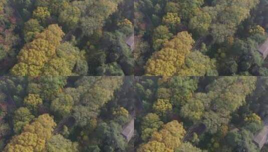 南京钟山公园森林树林金秋景区景点高清在线视频素材下载