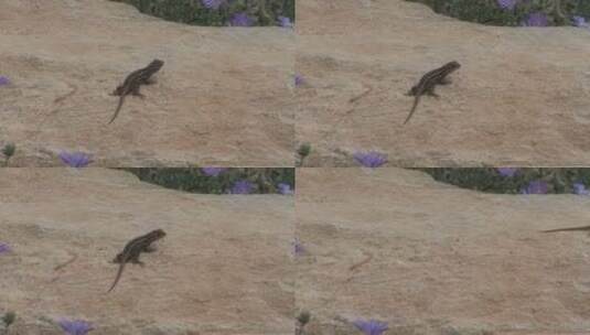 戈壁滩沙漠中的蜥蜴高清在线视频素材下载