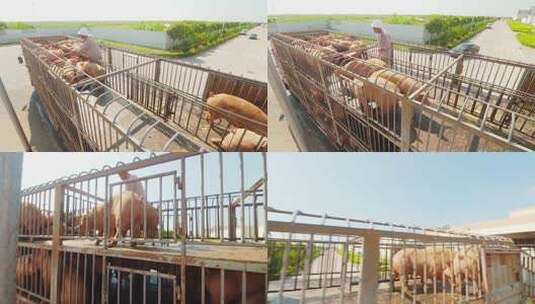 运输农业养殖畜牧牲畜猪肉高清在线视频素材下载