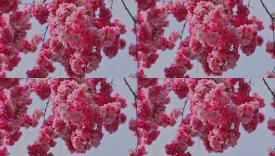 春暖花开樱花盛开景观高清在线视频素材下载