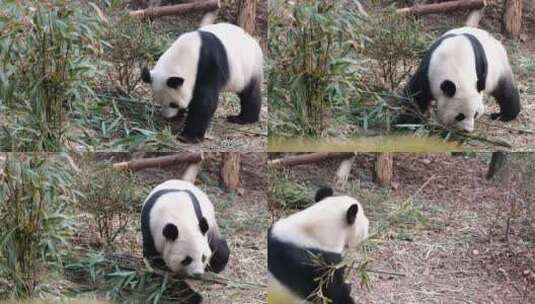 大熊猫 觅食 吃竹子高清在线视频素材下载