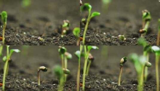 4K土壤幼苗嫩芽破土重生高清在线视频素材下载