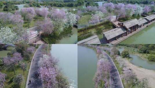 广州海珠国家湿地公园紫荆花海航拍集锦一高清在线视频素材下载