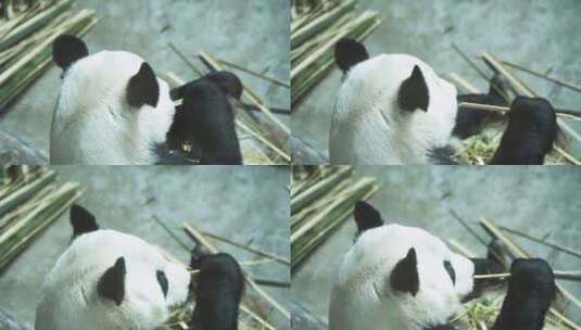 熊猫在吃竹子背影熊猫馆高清在线视频素材下载