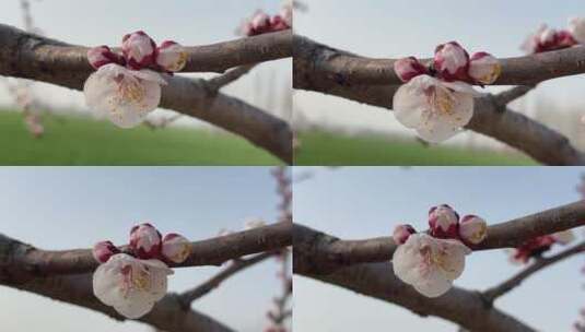 春天盛开的花朵特写高清在线视频素材下载