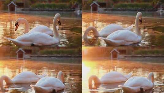 日落时分白天鹅在湖水中游泳高清在线视频素材下载