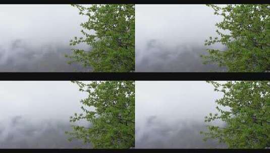 雨后清新空气中的云雾缭绕和绿色高清在线视频素材下载