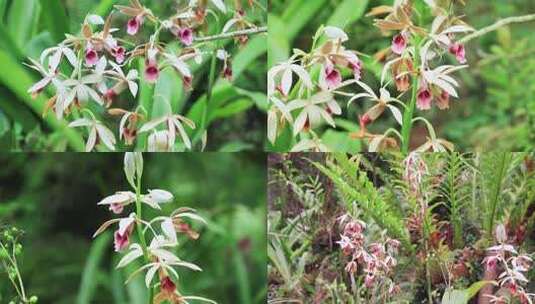 鹤顶兰花红色兰花红花朵兰草高清在线视频素材下载