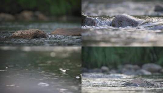 小溪流水石头植物高清在线视频素材下载