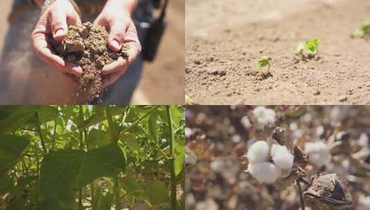 棉花种植基地植物生长农民手中的土壤播种机高清在线视频素材下载