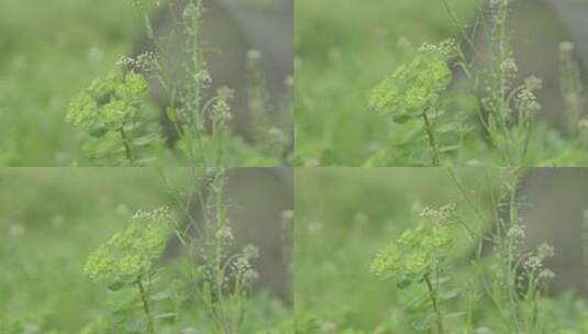 花草树木植物空镜高清在线视频素材下载