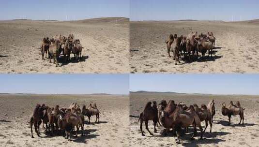 戈壁滩骆驼群在散步高清在线视频素材下载
