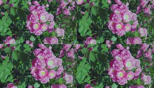 初夏绚丽绽放的蔷薇花高清在线视频素材下载
