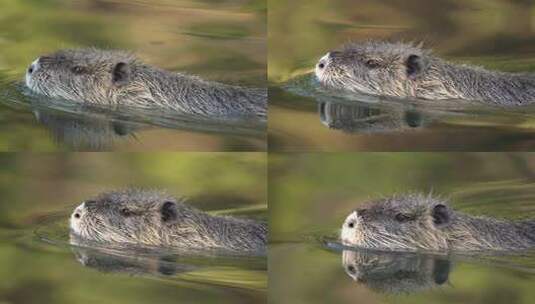 河豚（Myocastor Coypus）在河里游泳的特写镜头高清在线视频素材下载