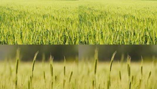 农村小麦田野实拍空镜头高清在线视频素材下载