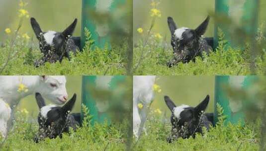春天小羊羔吃草动物畜牧业高清在线视频素材下载