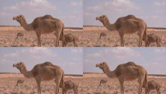 沙漠骆驼 骆驼吃草高清在线视频素材下载