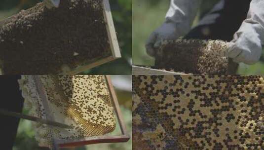 蜂蜜 蜂巢实拍高清在线视频素材下载