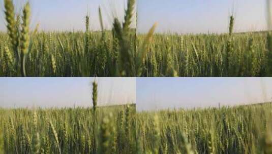 农业小麦高清在线视频素材下载