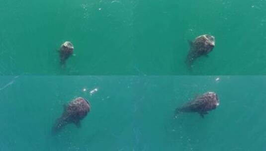 南下加利福尼亚州拉巴斯科尔特斯海，一只鲸鲨在进食，这是无人驾驶飞机拍摄的高清在线视频素材下载