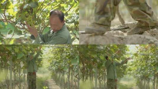 农民打理葡萄园 修理叶子高清在线视频素材下载